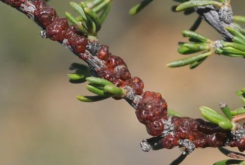 Tachardiella glomerella
