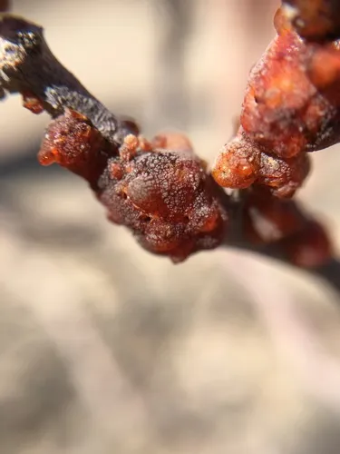 Creosote Lac Scale