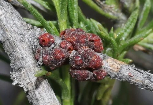 Tachardiella pustulata