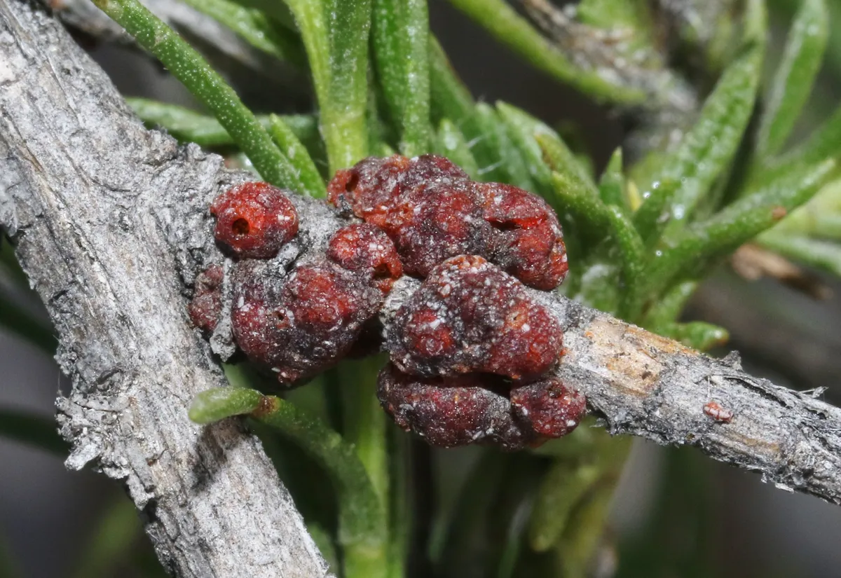Tachardiella pustulata - photo 2