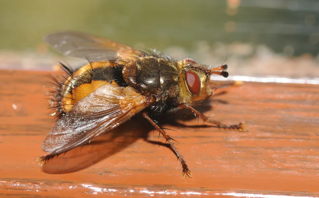 Tachina fera - photo 3