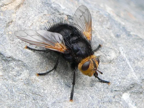 Yellow-faced Fly