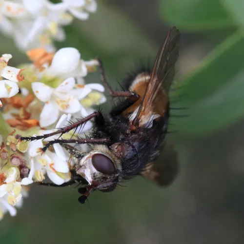 Tachina magnicornis