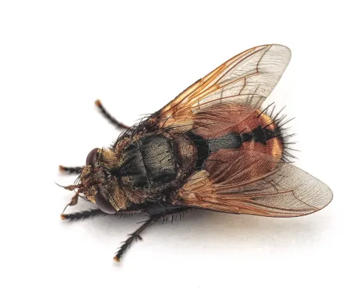 Tachina magnicornis - photo 2