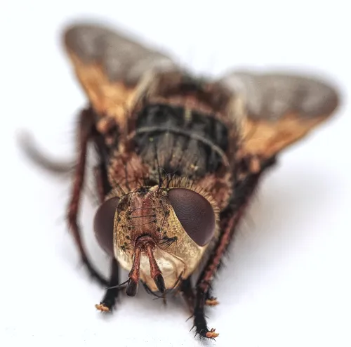 Tachina magnicornis - photo 3