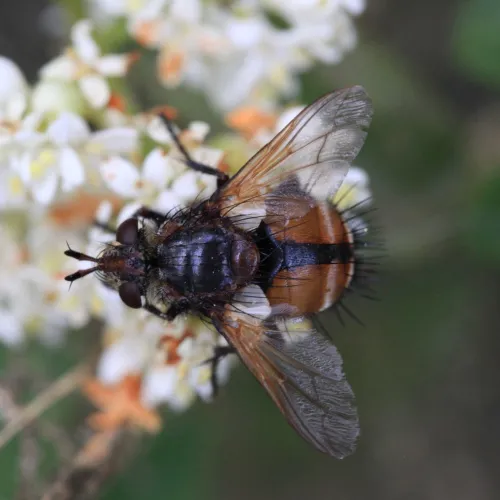 Tachina magnicornis - photo 4