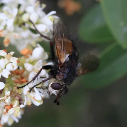 Tachina magnicornis - photo 6