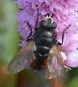Tachina marklini - photo 2