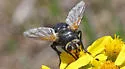 Tachina nitida - photo 2