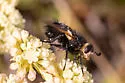 Tachina nitida - photo 4