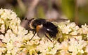 Tachina nitida - photo 5