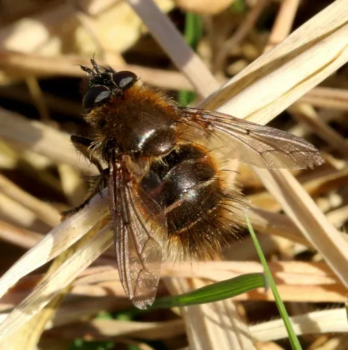 Tachina ursina