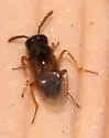 Tachinaephagus zealandicus