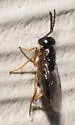 Tachinaephagus zealandicus - photo 3