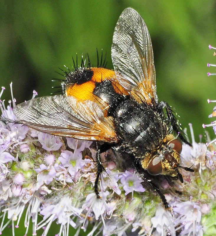 Parasitic Flies - photo 2