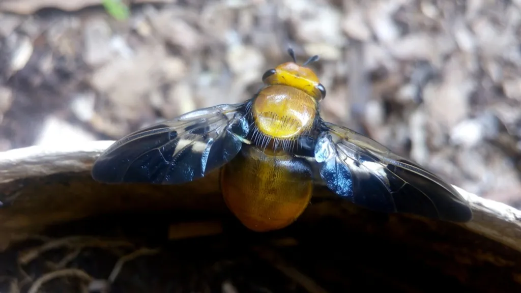 Tachiniscidae - photo 2