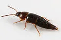 Tachinus addendus