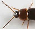 Tachinus addendus - photo 2