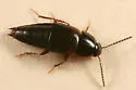 Tachinus addendus - photo 3