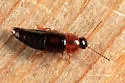 Tachinus addendus - photo 4