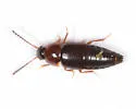 Tachinus addendus - photo 5