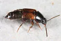 Tachinus basalis