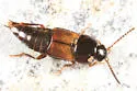 Tachinus basalis - photo 2