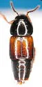 Tachinus basalis - photo 3