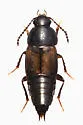 Tachinus basalis - photo 4