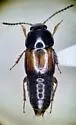 Tachinus basalis - photo 5