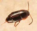Tachinus corticinus