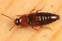 Tachinus corticinus - photo 2