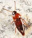 Tachinus corticinus - photo 3