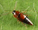 Tachinus corticinus - photo 4
