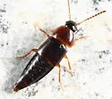 Tachinus corticinus - photo 5