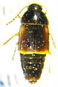 Tachinus crotchi