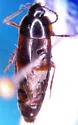 Tachinus crotchi - photo 2