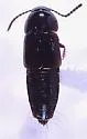 Tachinus crotchi - photo 3