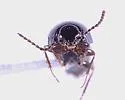 Tachinus crotchi - photo 4