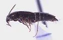 Tachinus crotchi - photo 5