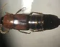 Tachinus elongatus