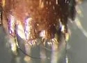Tachinus elongatus - photo 3