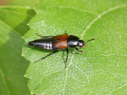Tachinus fimbriatus