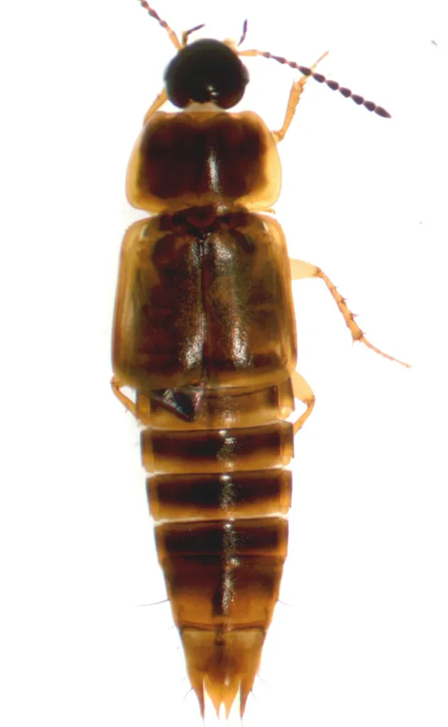Tachinus frigidus - photo 2