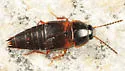 Tachinus fumipennis