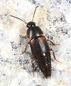 Tachinus fumipennis - photo 2
