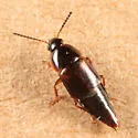 Tachinus fumipennis - photo 3