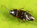 Tachinus fumipennis - photo 4