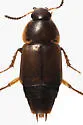Tachinus fumipennis - photo 5
