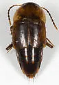 Tachinus limbatus - photo 2